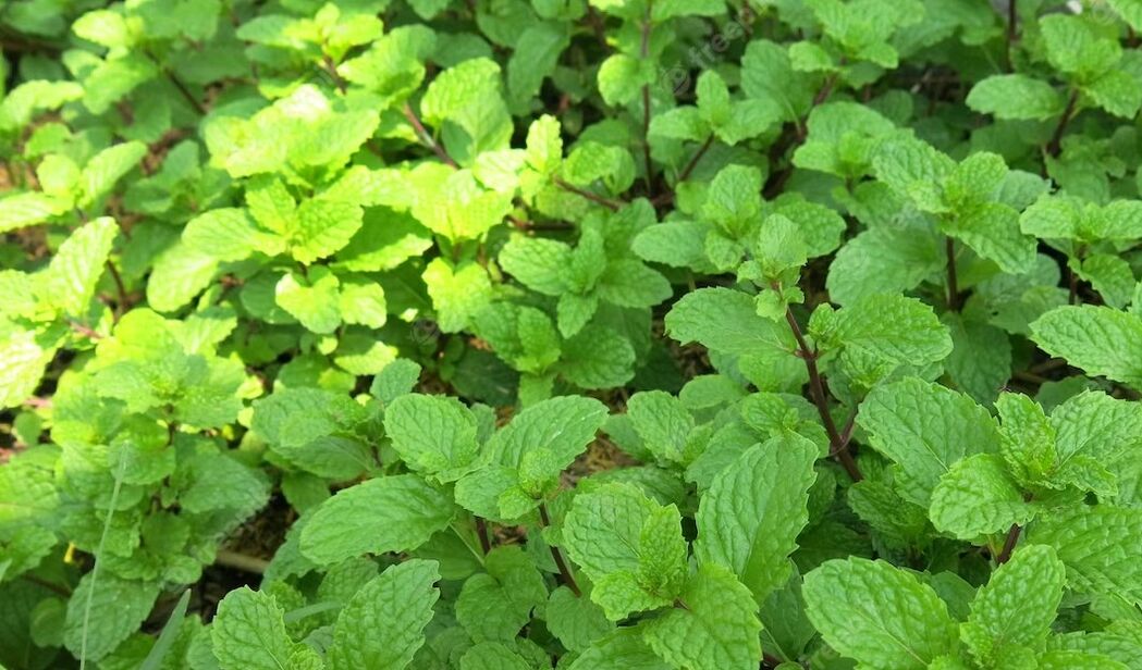 Mint has a rejuvenating effect thanks to the arginine in its composition
